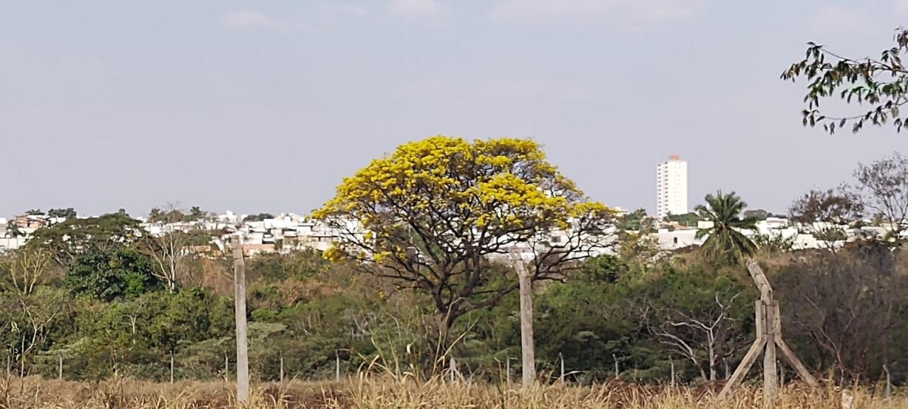Foto 12 de 31 — Florada dos ipês dá novo colorido a Araraquara e internautas enviam fotos; veja